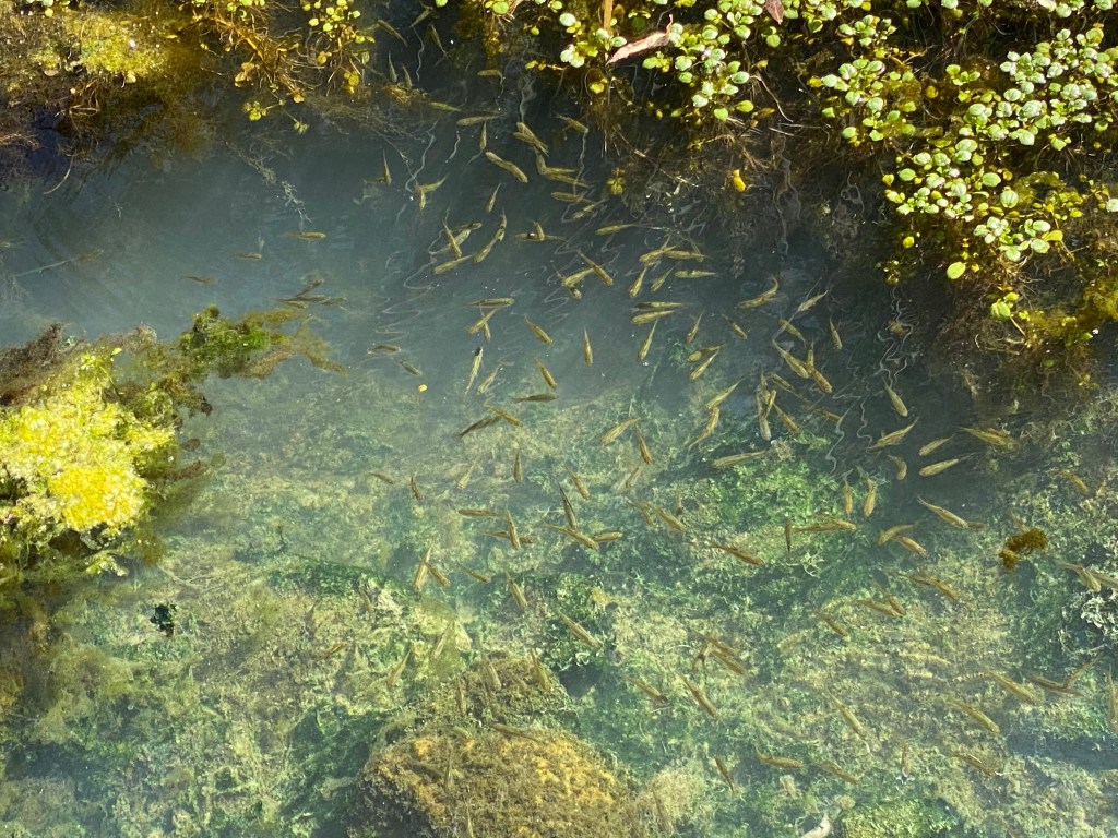 Nature Song –  The Creek Knows My&nbsp;Heart