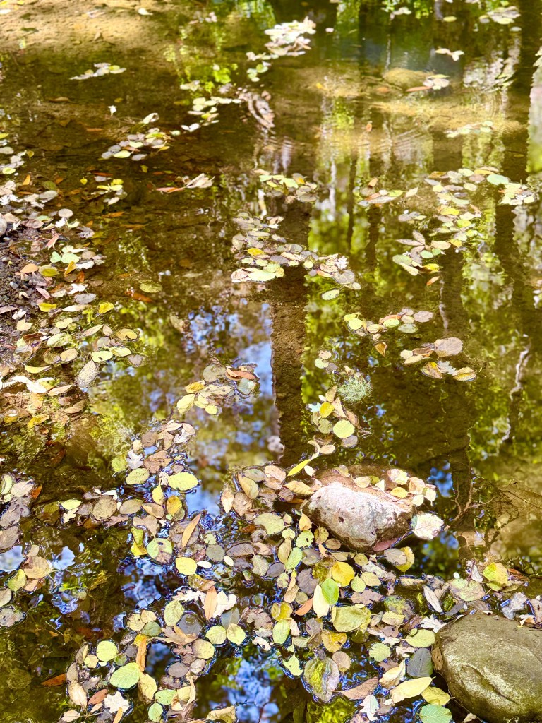 Islands of Fallen Leaves