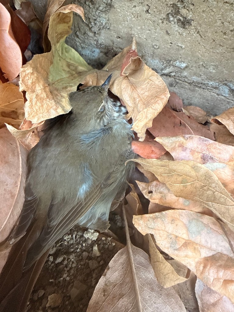 A small bird resting among dry leaves on the ground.