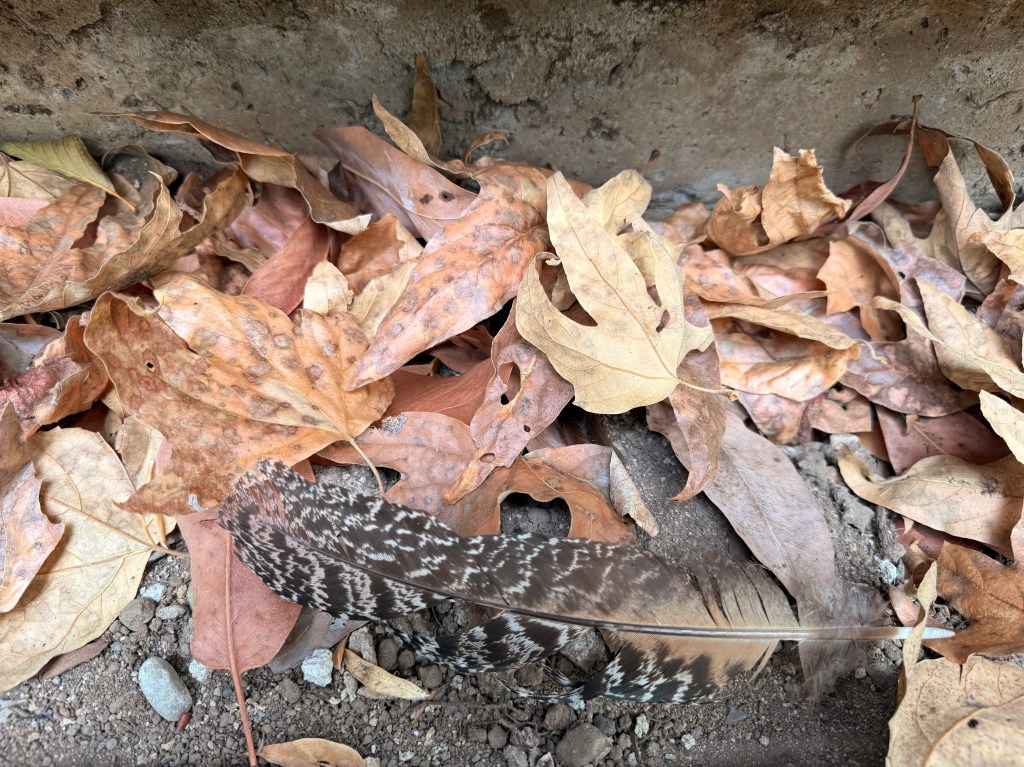 A close-up view of a variety of dry, fallen leaves scattered on the ground, featuring a distinct bird feather among them.