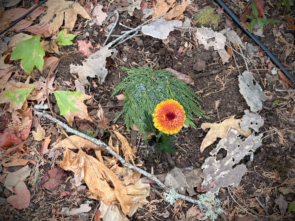 An Encounter with a Little Bird: A Message from the Spirit of the&nbsp;Land